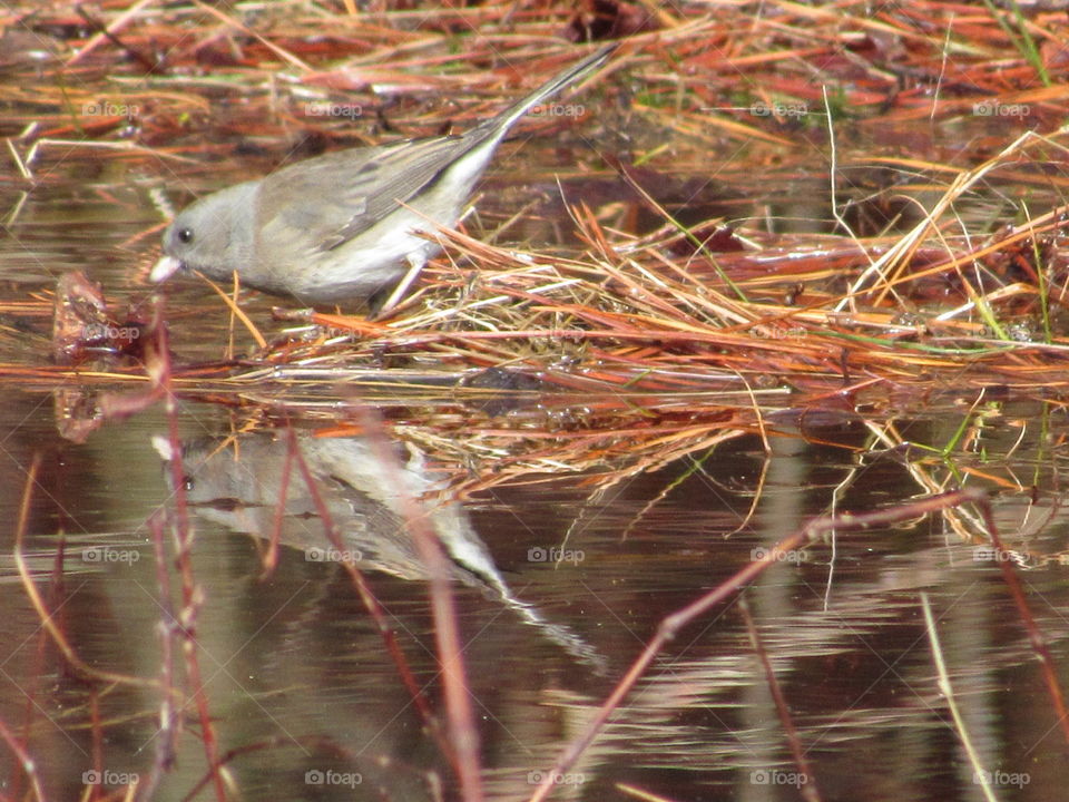 Juncos reflection