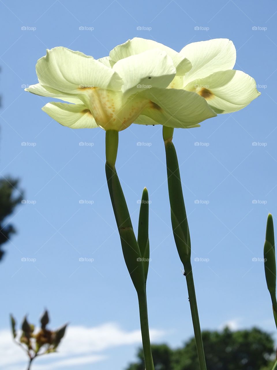 The beauty of spring