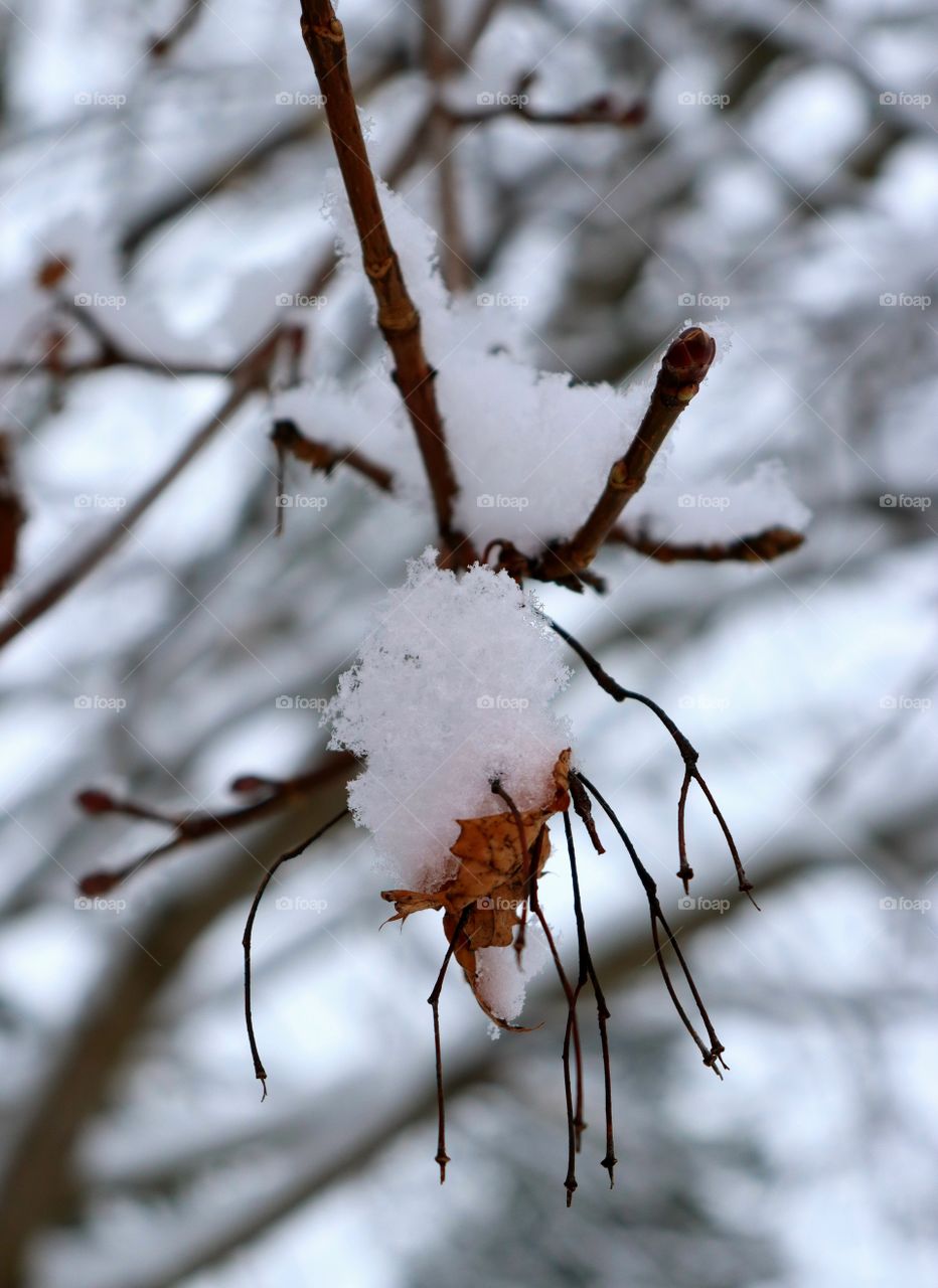 Winter Life In Canada 🍁📷
CloseUp Of An Unfallen Leaf 🍂❄