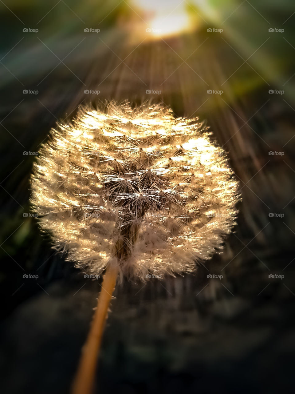 dandelion