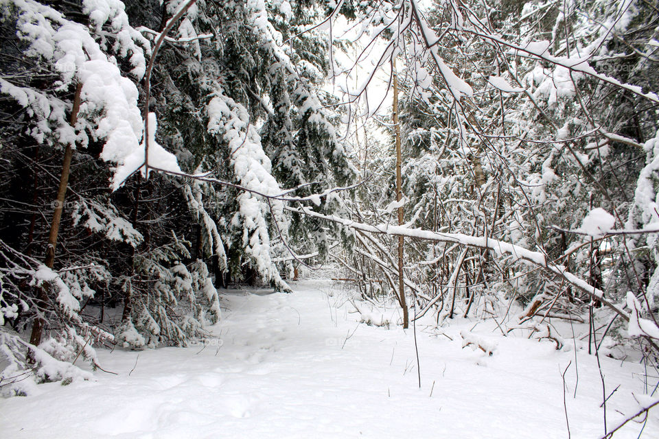 snow winter white path by lagacephotos