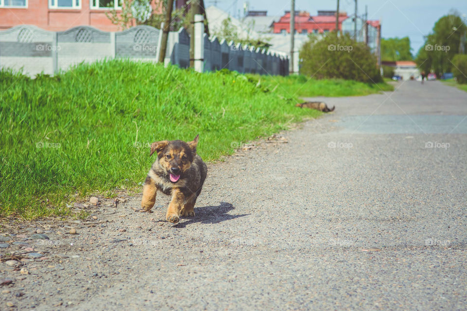 Running puppy