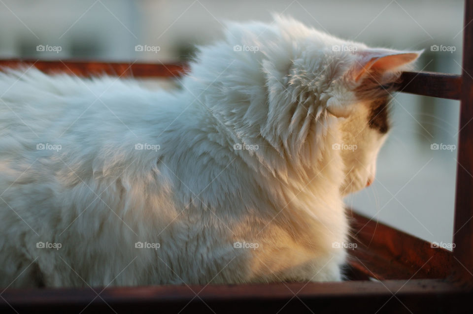 white cat on a balcony