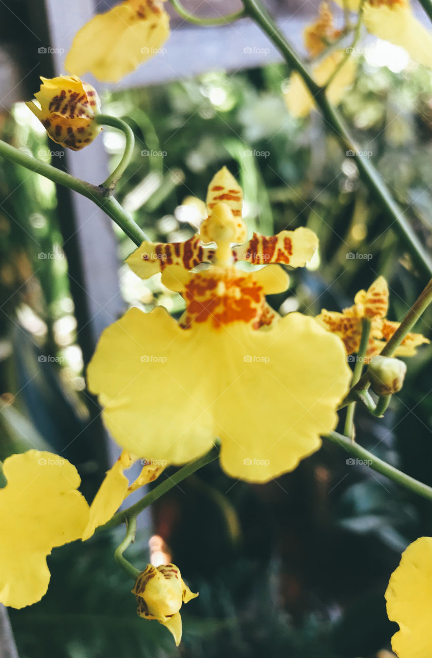 Beautiful yellow orchids in the garden 