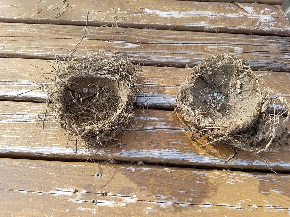 robins nests