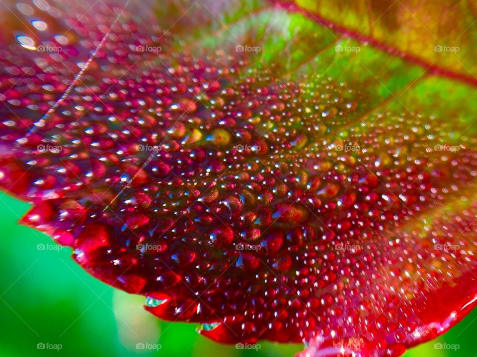 Leaf&dew
