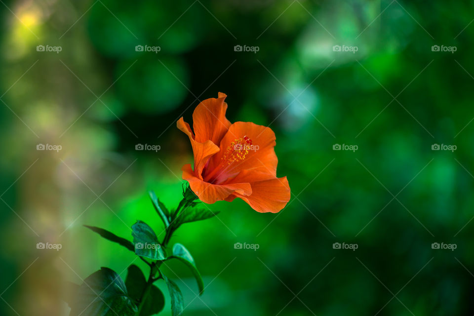 Beautiful Hibiscus flower