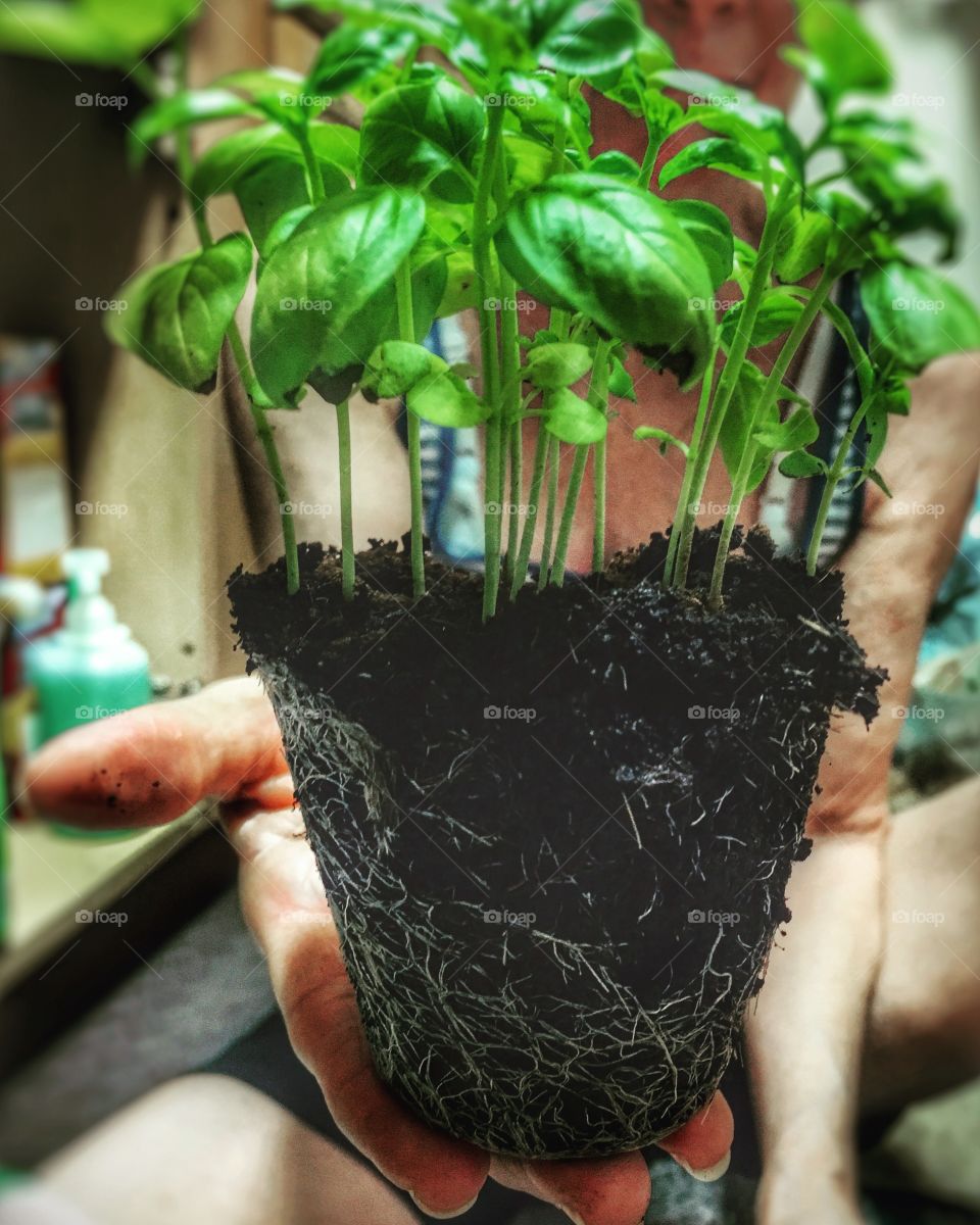 Transplanting herbs to a bigger pot. Looking at how marvelous those roots are! 