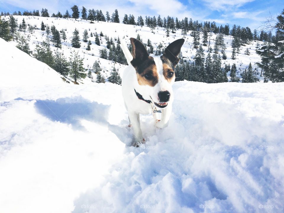 Happy dog running in the snow towards camera on a sunny winter day. 