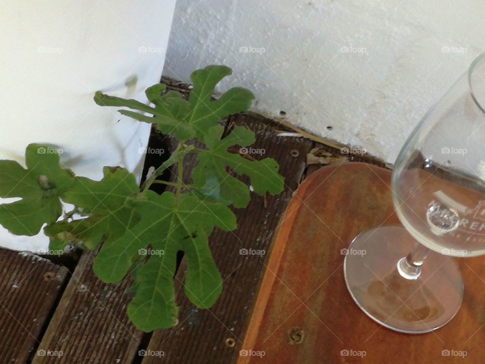 Meerendal wine estate.  Fig tree grows hopefully.