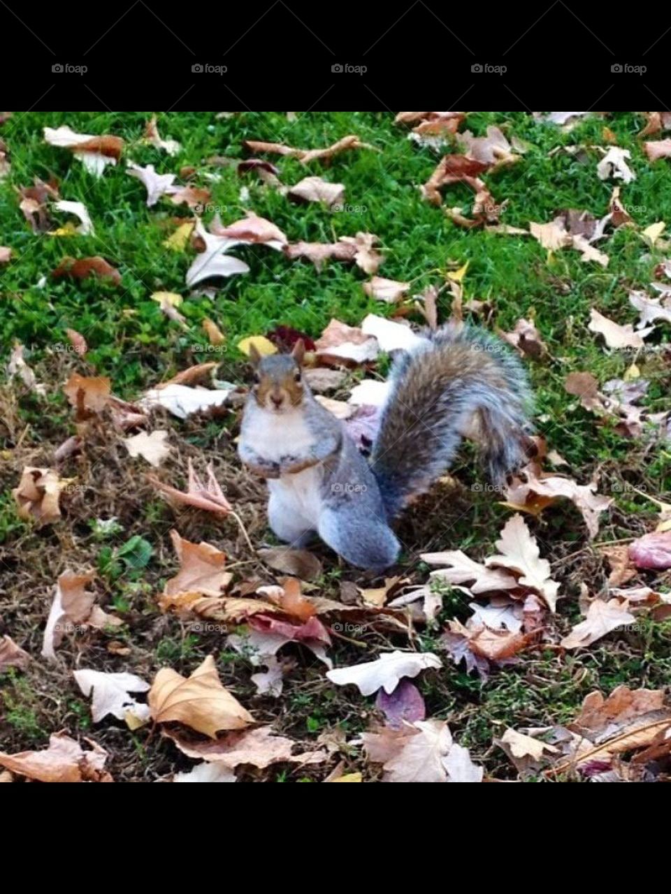 squirrel