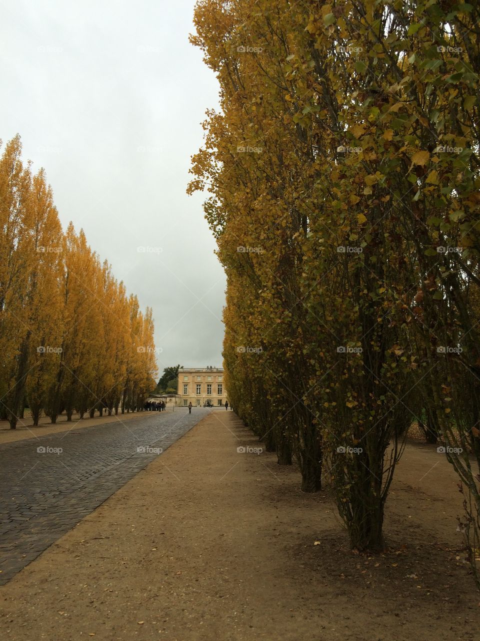 Versailles walkway with trees