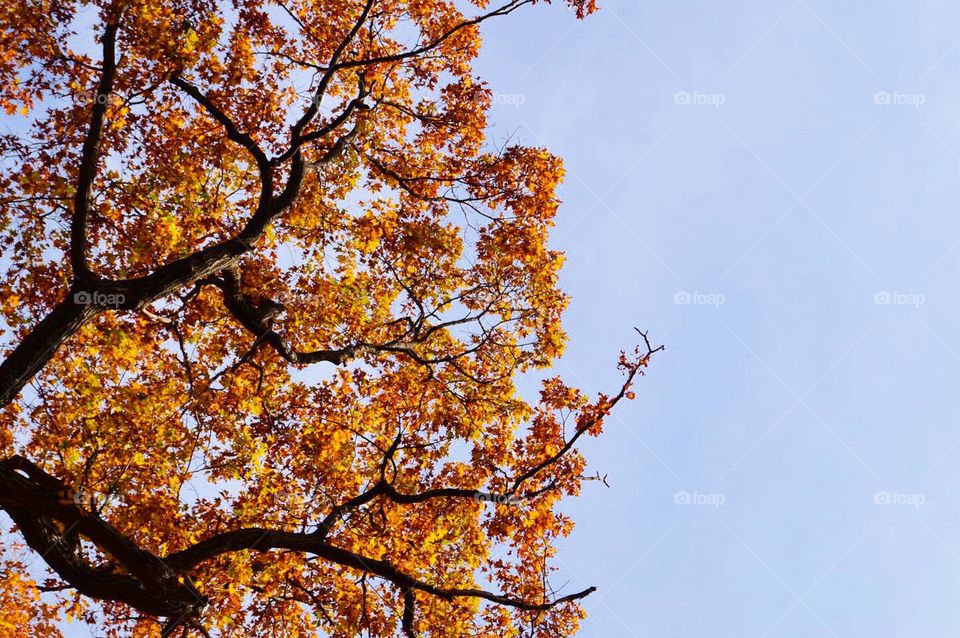 Autumn tree