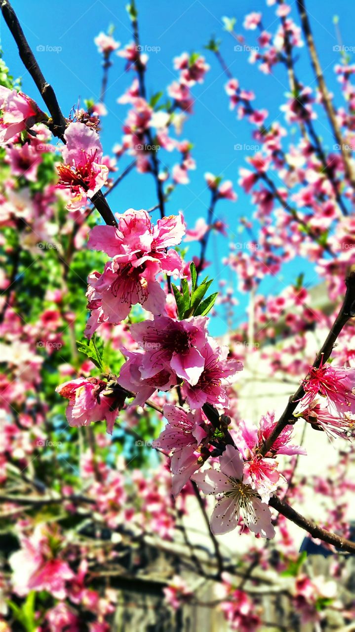 Spring Flowers. Taken during spring bloom in my backyard