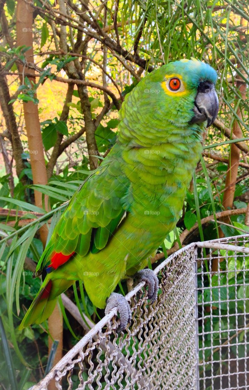 Brazilian Parrot