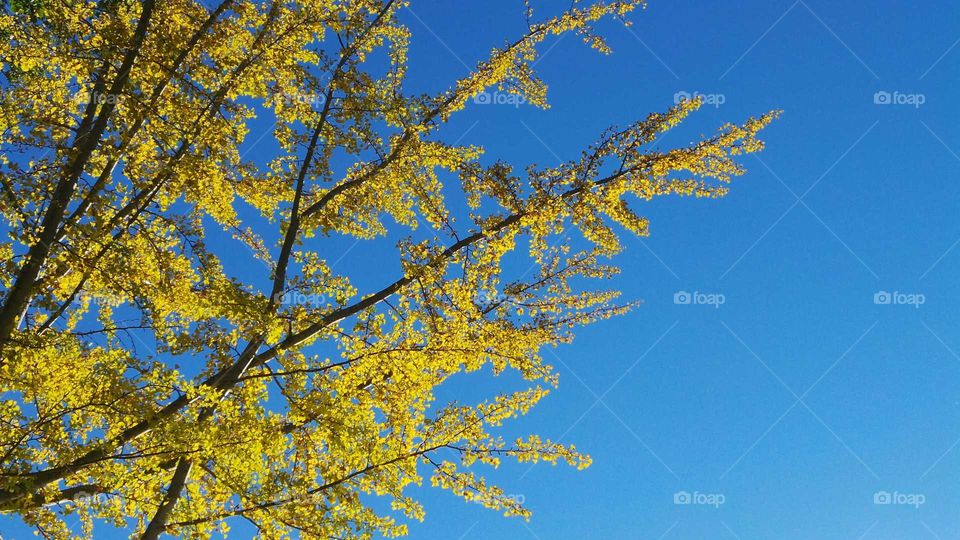 looking up. Fall colors