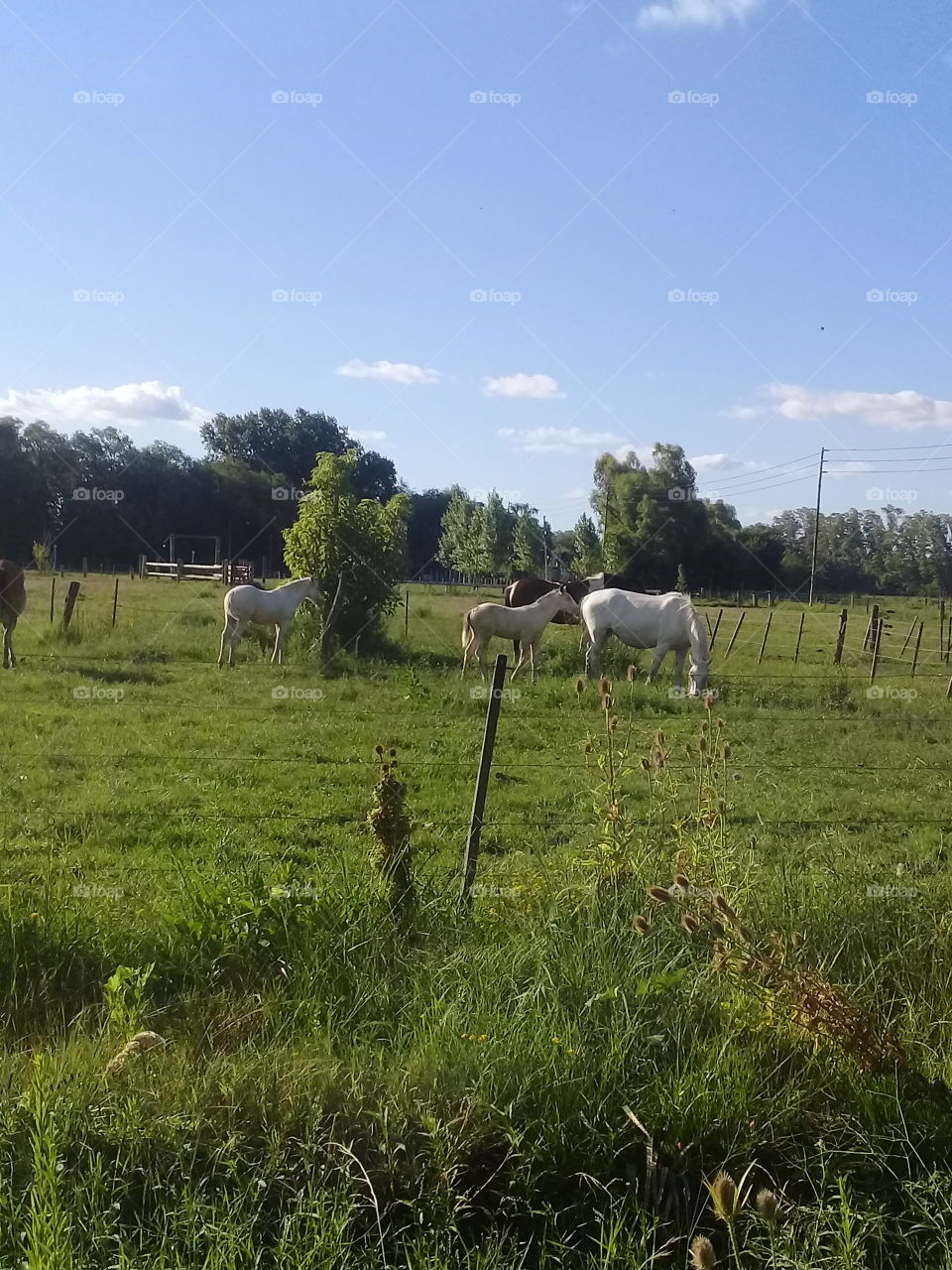imágenes de caballos pastando en el campo en una calurosa y despejada tarde de verano.