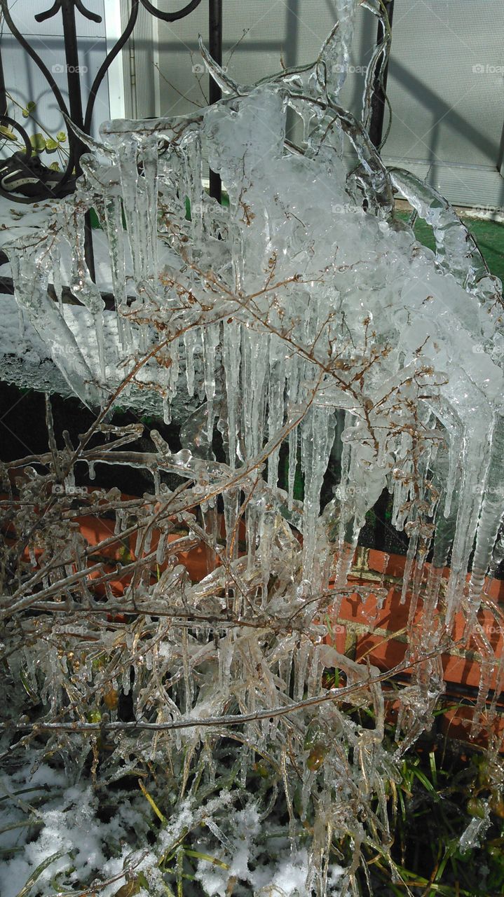"A Humid Winter."
Freezing rain results in many things; iced roads, icescicles, frozen windows, and, in this case, ice-encased plants.