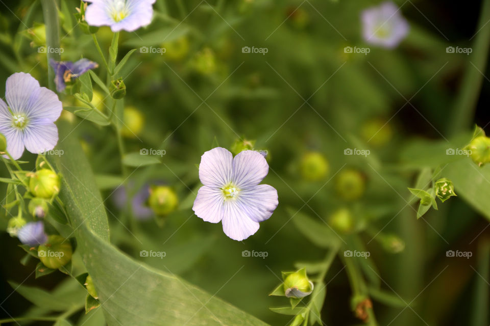 Flaxseed / alsi flower