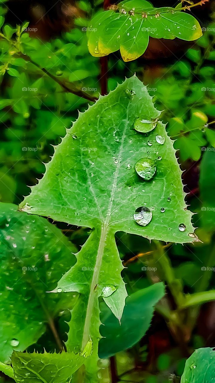 Raindrops hang on the leaves forming luminous drops in a row.  The whimsy and beauty of Mother Nature in all its splendor.  
Pingos de chuva penduram-se nas folhas formando gotas luminosas enfileiradas.  O capricho e a beleza da mãe Natureza.