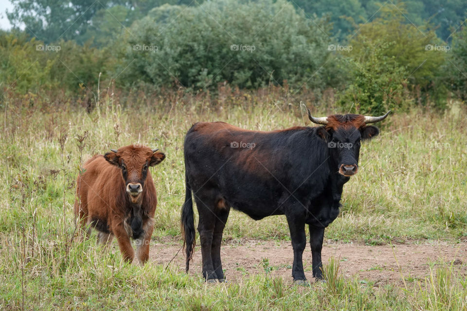 Bull and calf on pasture.