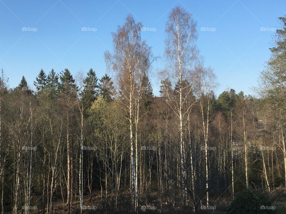 Forest in sunshine and clear sky