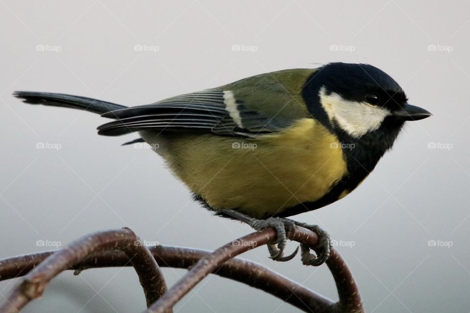 Great Tit
