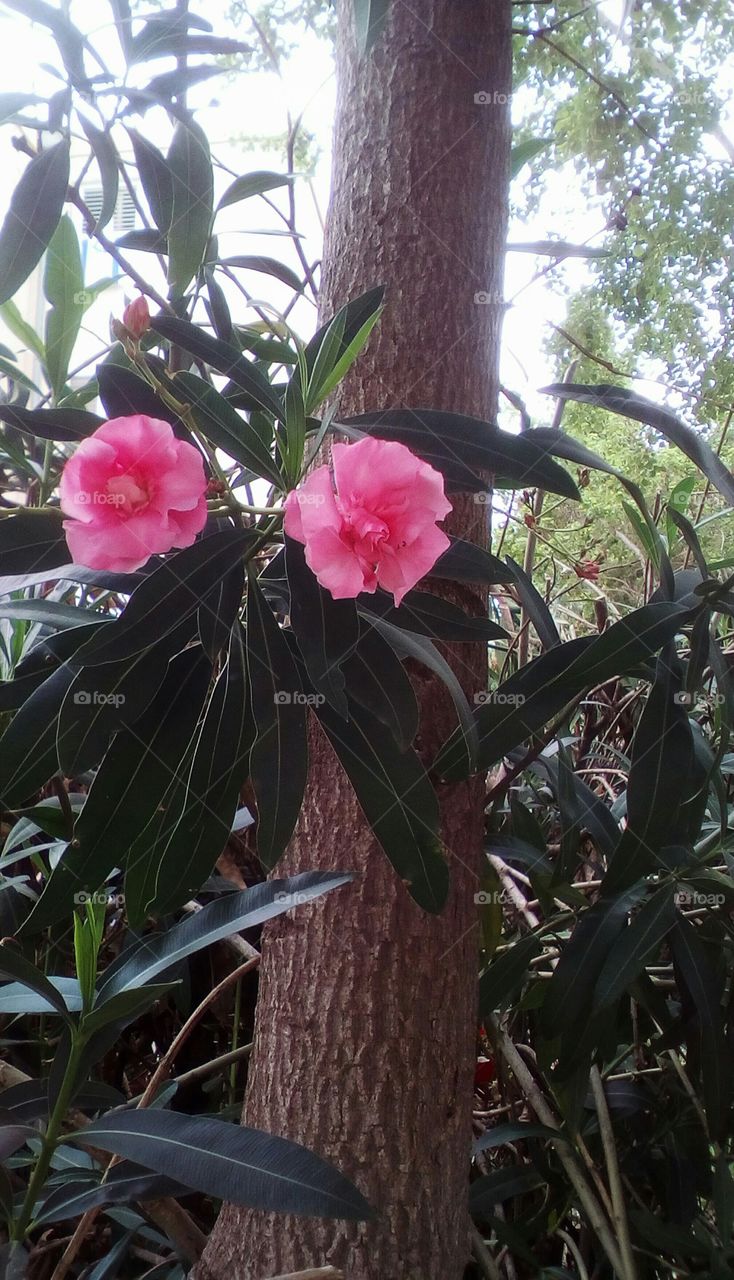 Two beautiful blooming pink exotic wild flower hanging in nature