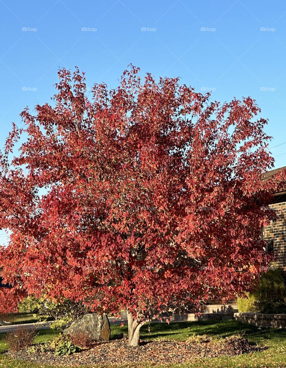 red maple tree in autumn
