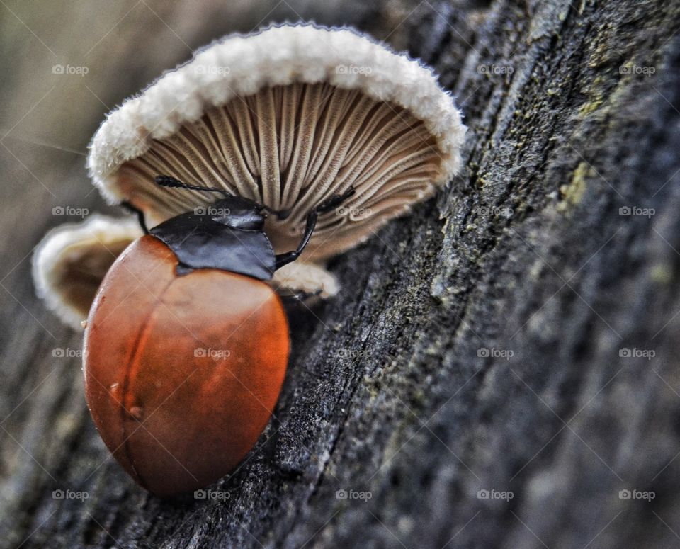 Ladybird on Mushroons
