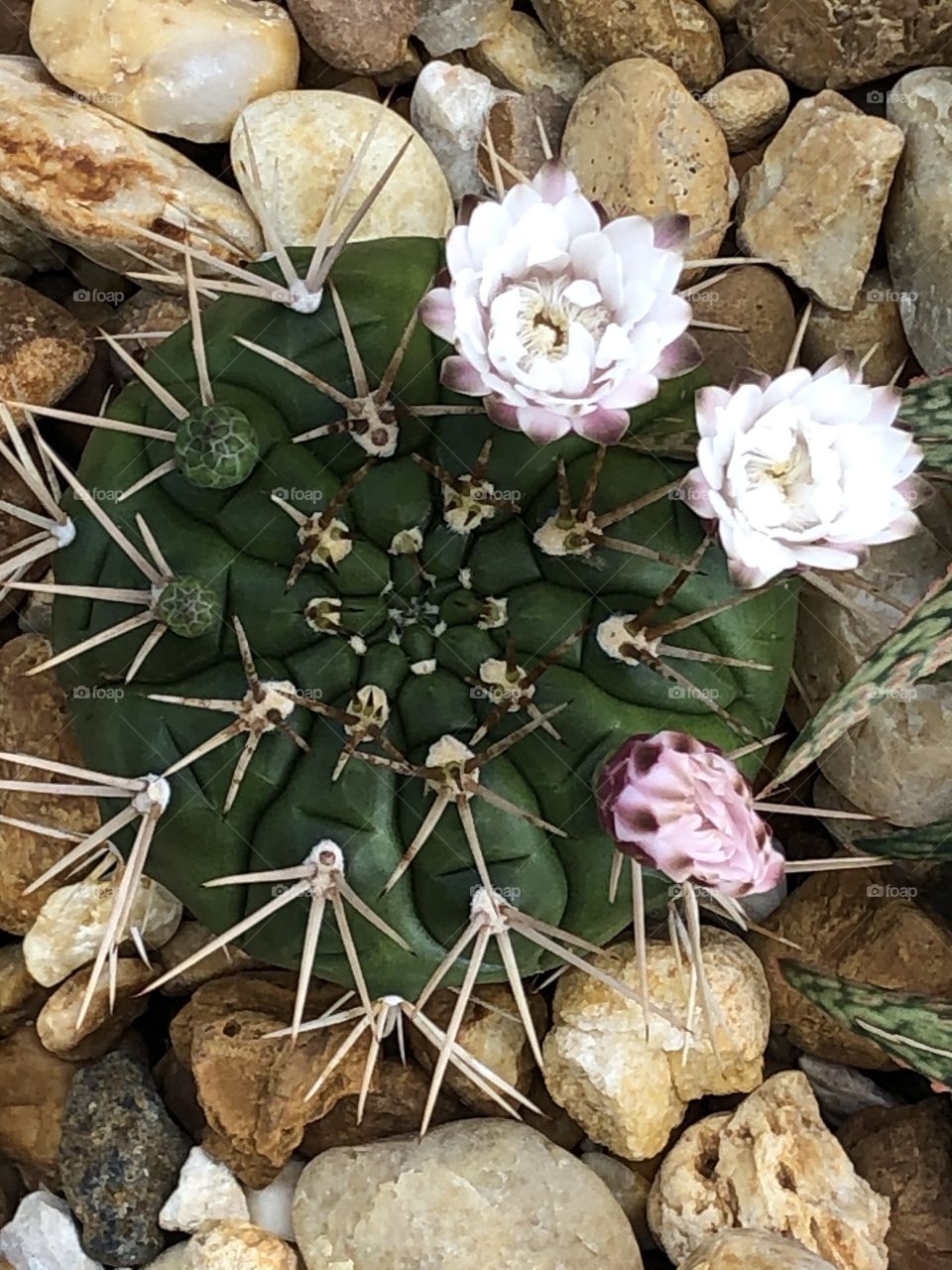 Cactus blooms 