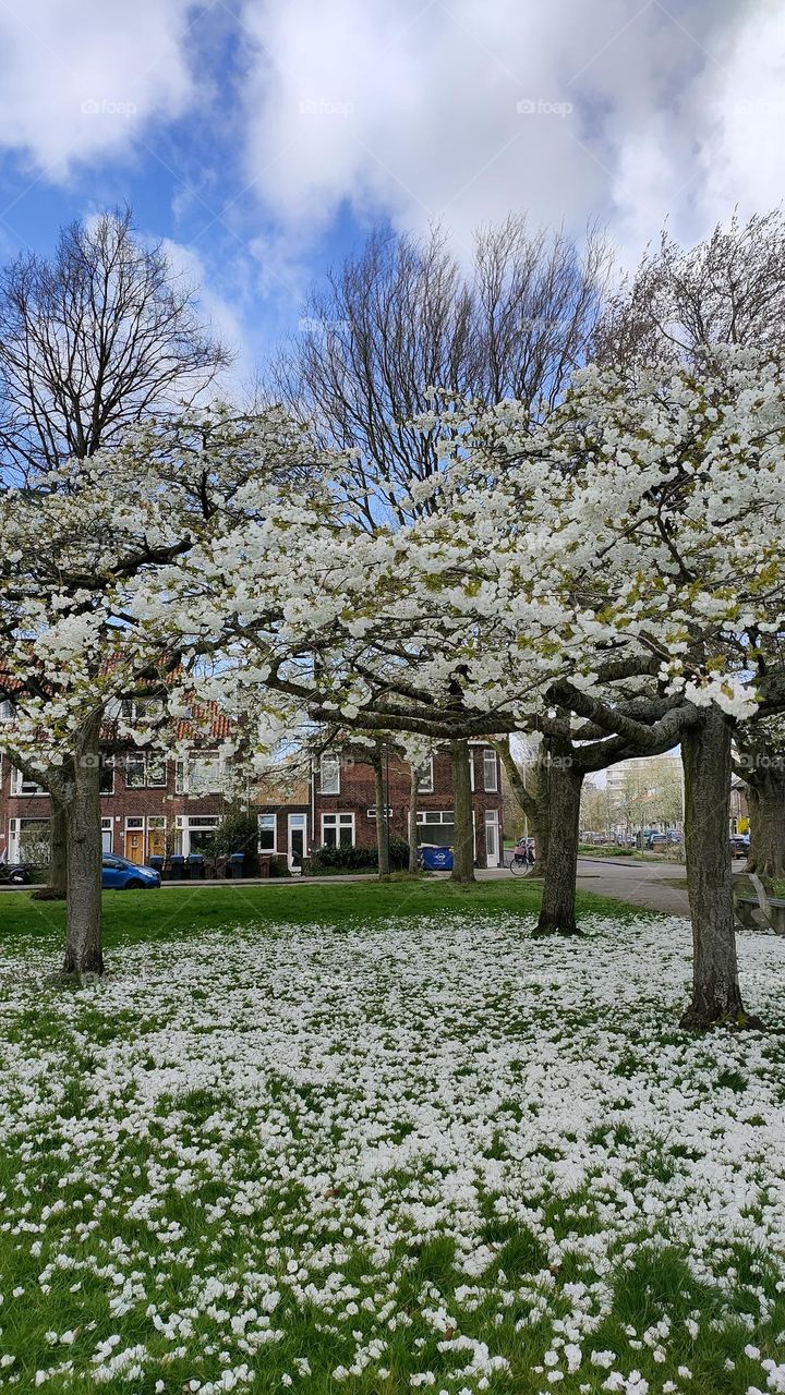 White cherry blossoms in full bloom with bare trees in the background