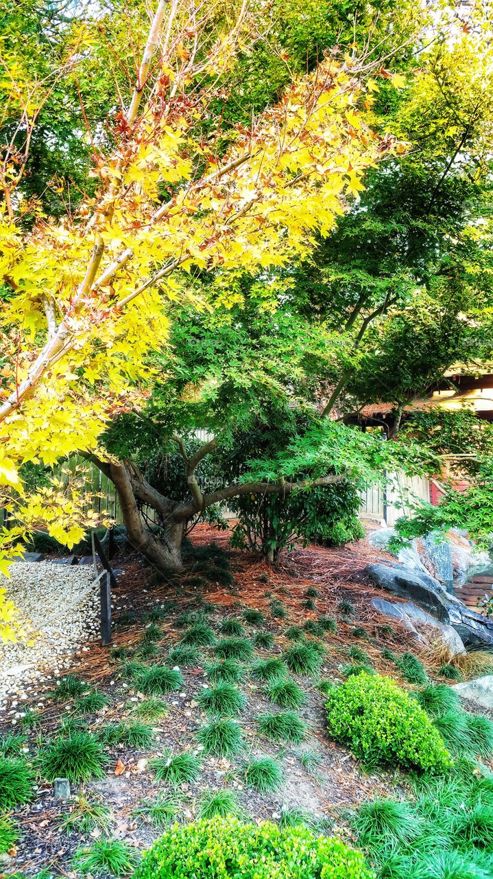 Autumn colors - A branch of the maple tree had turned yellow while other surrounding ones remained green. A tranquil garden setting.