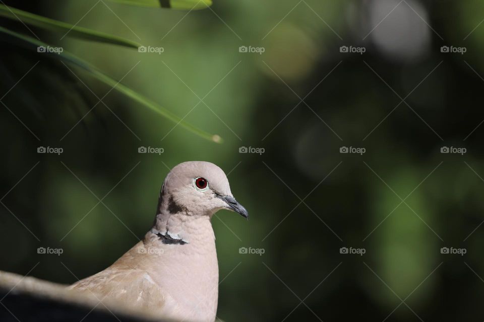 dove profile 