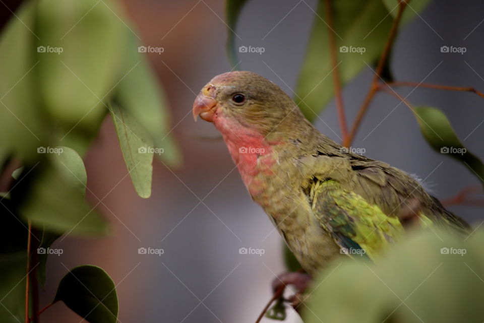 Princess parrot (Polytelis Alexandre) in the wild