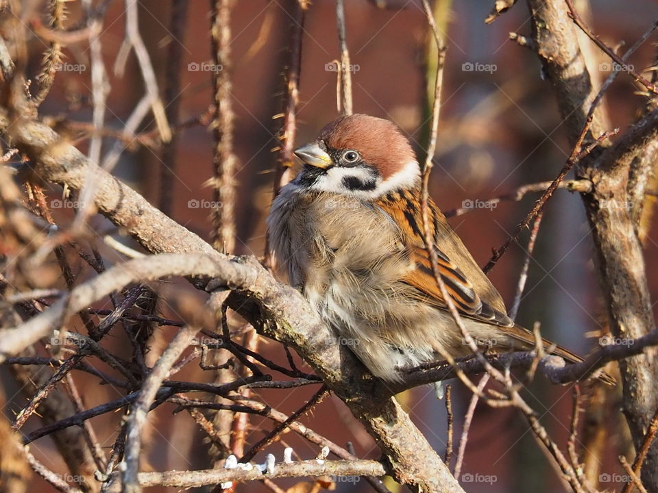 Sparrow and one ray of sunshine. Dedicated only for him 🤩