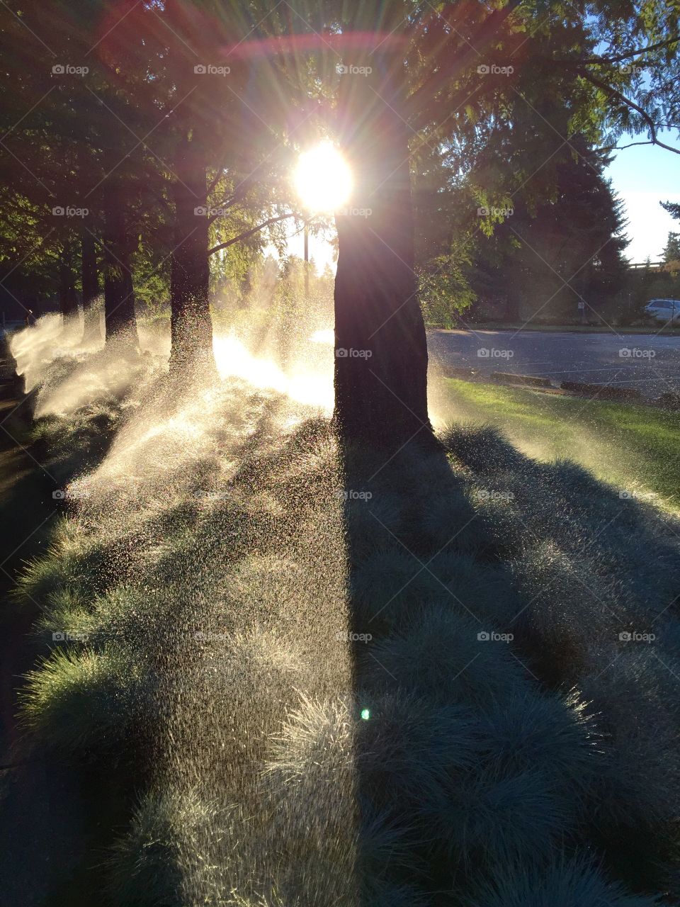 Sprinklers in the park 2