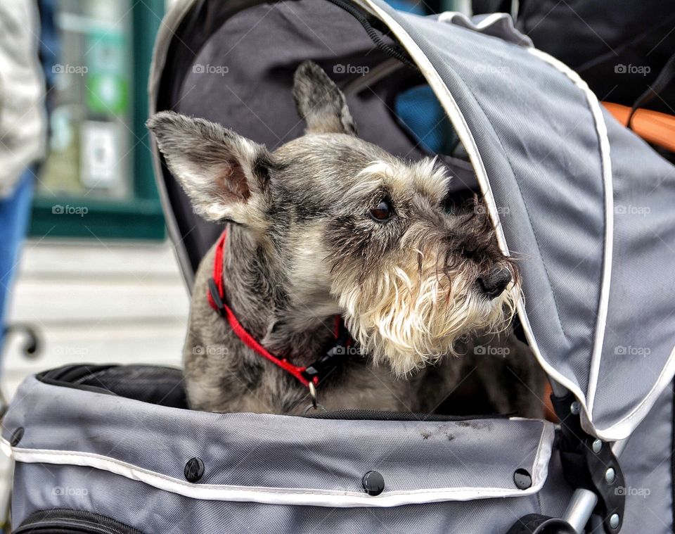 Dog in a stroller