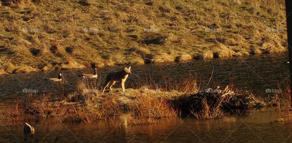 No Person, Mammal, Water, Outdoors, Wildlife
