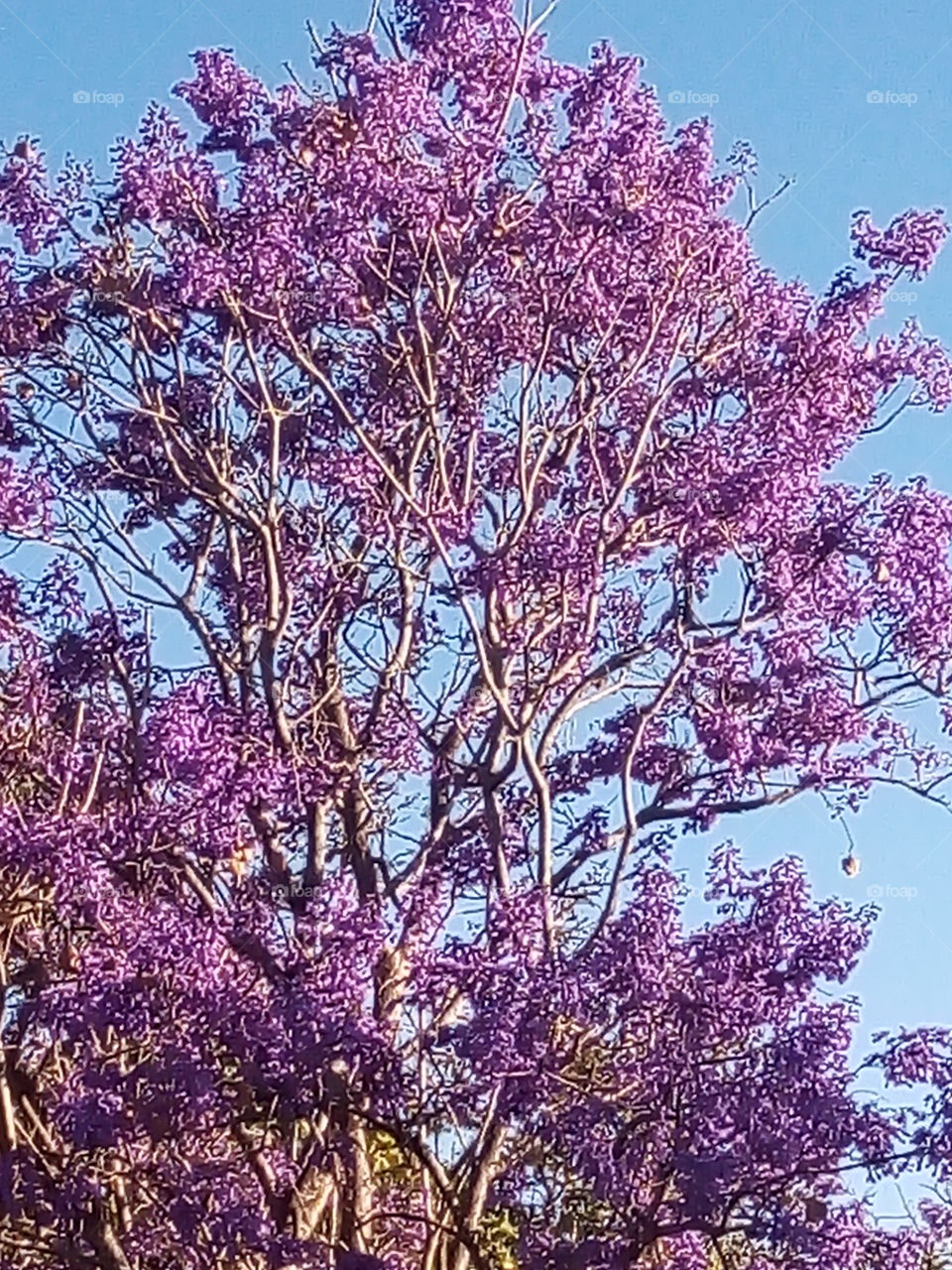 árvore com flores roxas