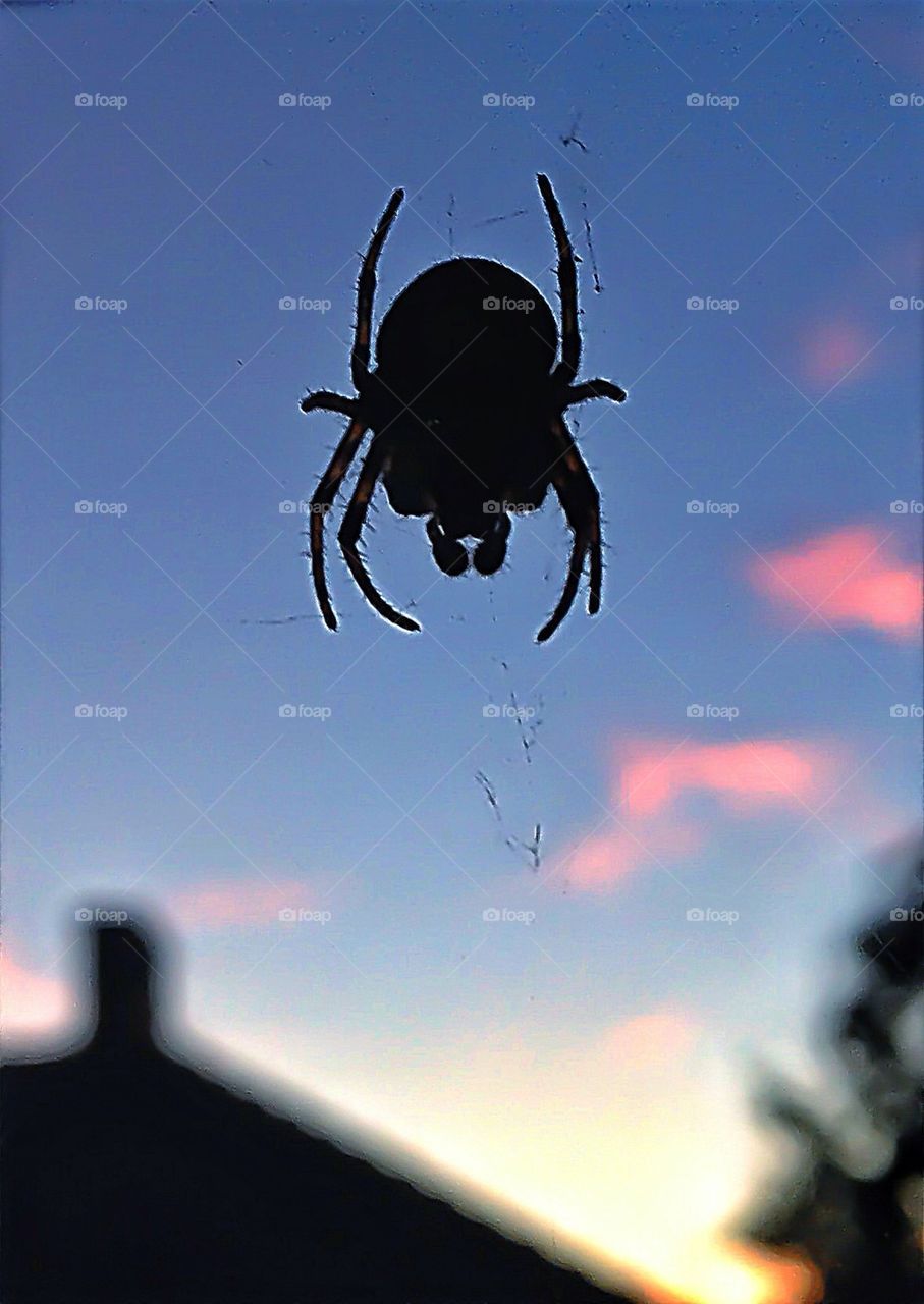 spider