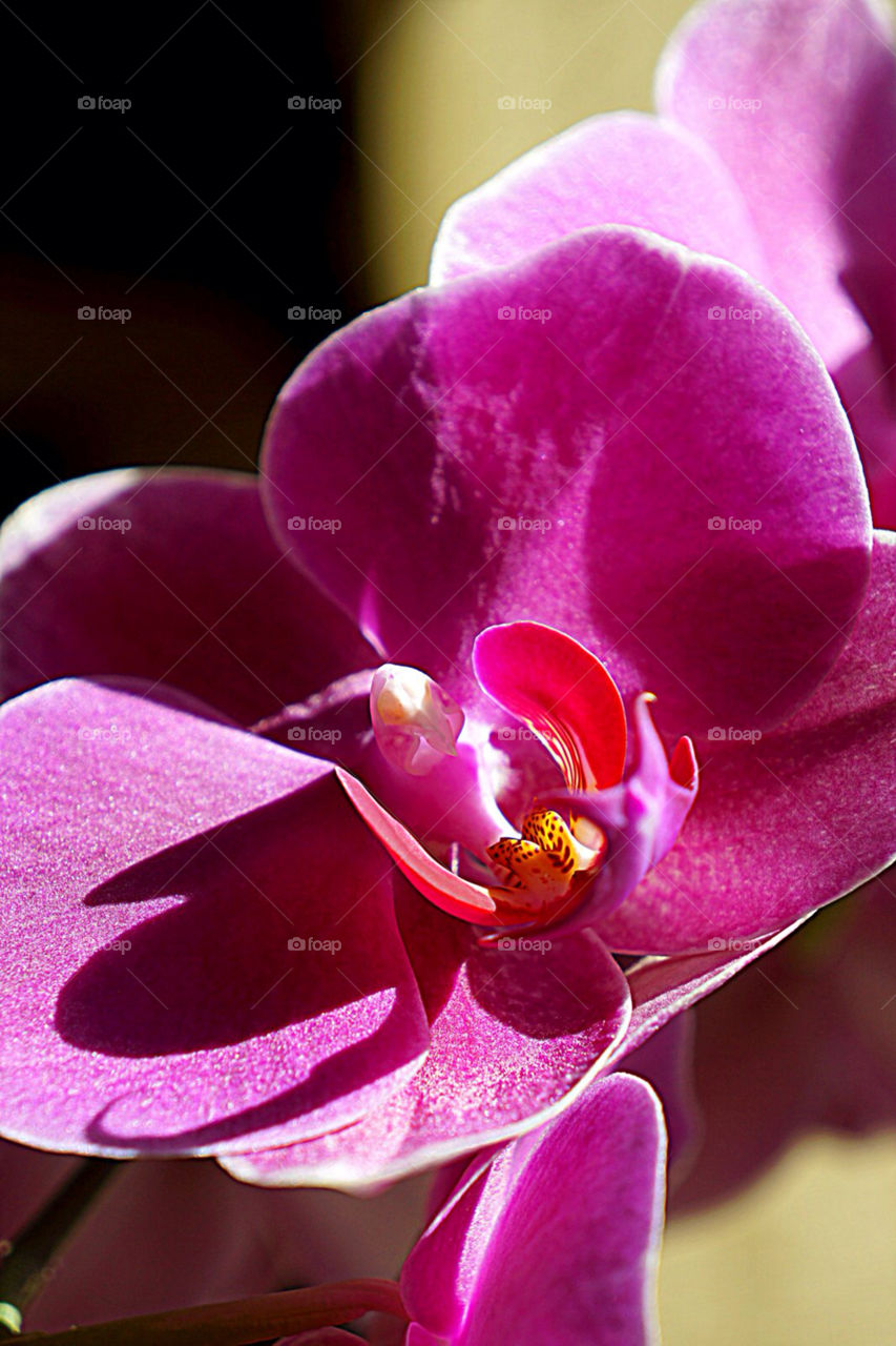 pink flower purple orchid by eksw