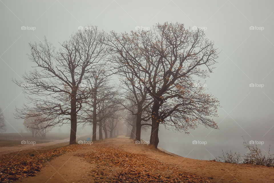 Misty landscape with pond in late autumn 