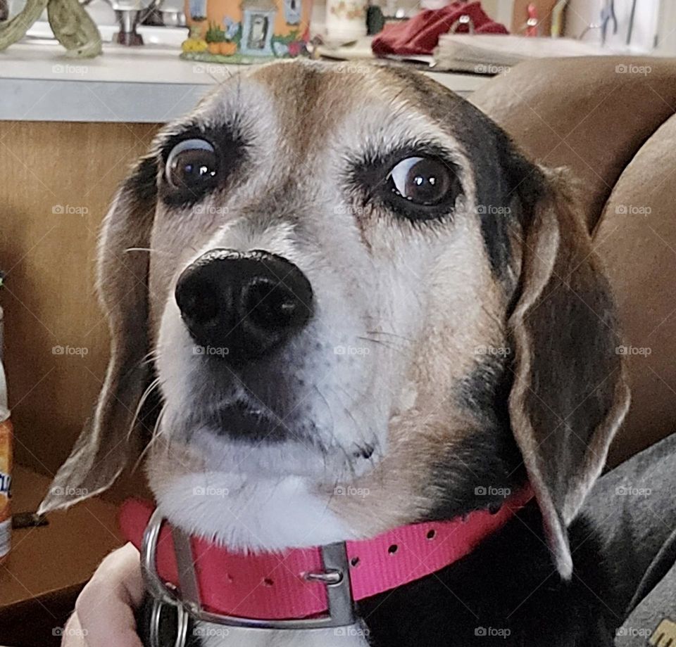 The head of a black, white, and tan beagle dog with a pink collar looking scared 
