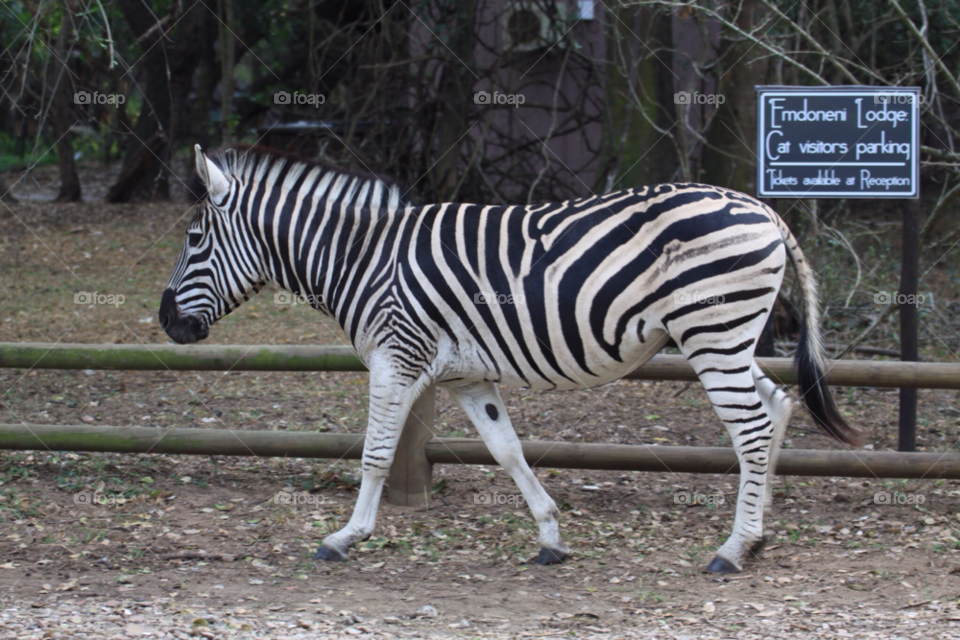 cute zebra by joelvisser