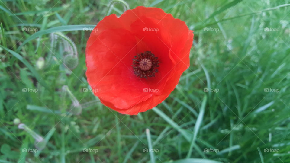 The Perfect Bright Poppy Flower