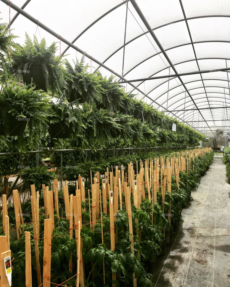 Many Boston fern plants in a row in greenhouse 