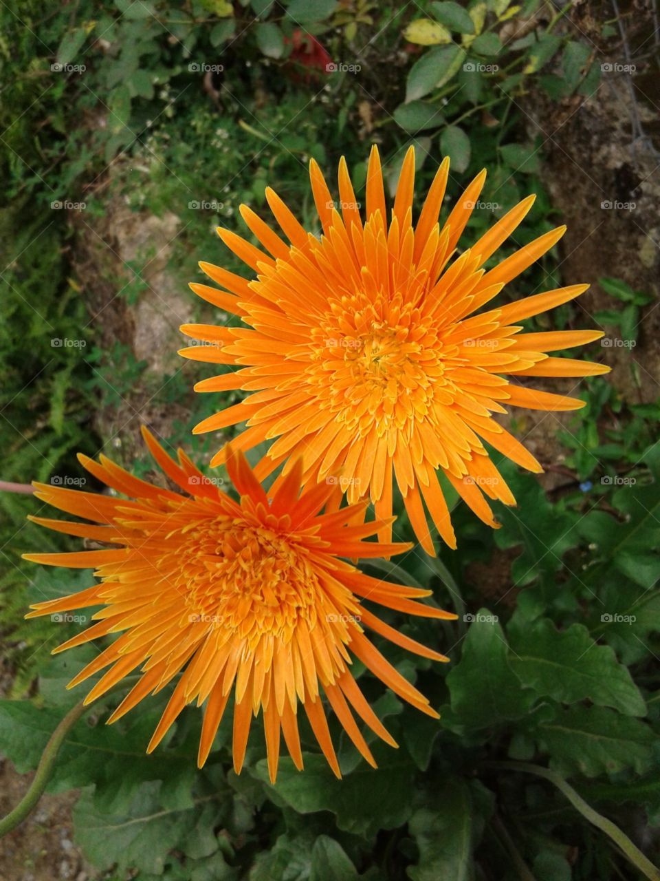 PLANT HOUSEPLANTS GARDEN ENVIRONMENT