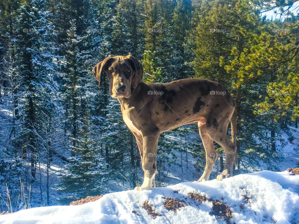 Great Dane pup on Snowy Hill