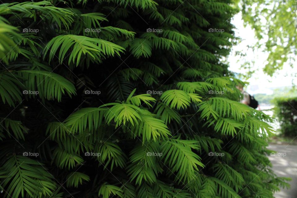 Green leaves on the tree 💚💚💚